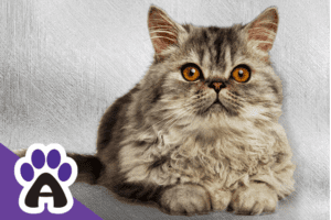 How long do Persian cats live, and how to extend their life