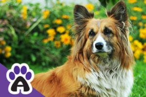 Is The Long-Haired Corgi An Independent Breed Or An Anomaly?