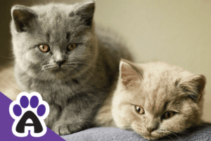 British cats: how the right home conditions and proper grooming affect life expectancy