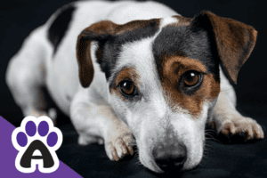 The Life Expectancy Of Jack Russell Terriers & How To Extend Their Life