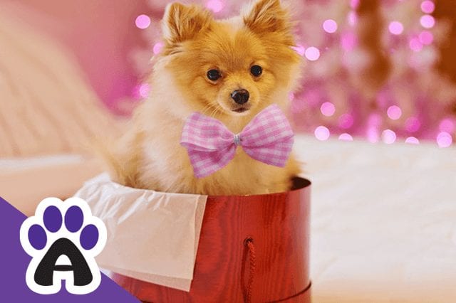 The Top 10 Smallest Dogs In The World