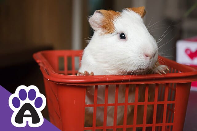 What You Need To Know About Breeding Guinea Pigs At Home For a Novice Breeder