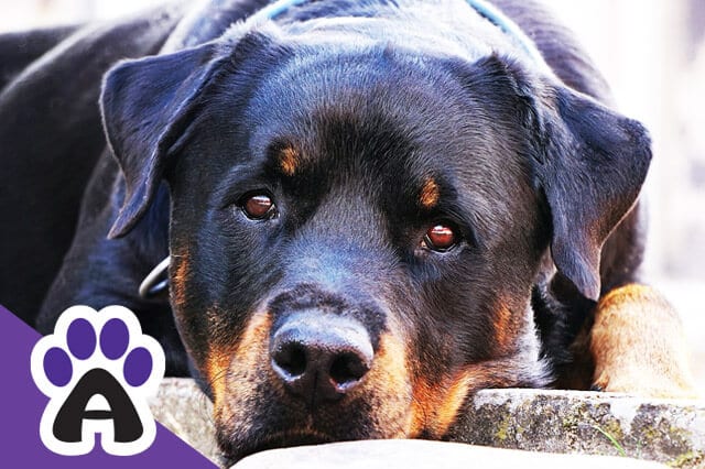 How long do Rottweilers live and How to Prolong their life