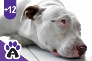 12 Things to Know Before Adopting A Pit Bull Terrier