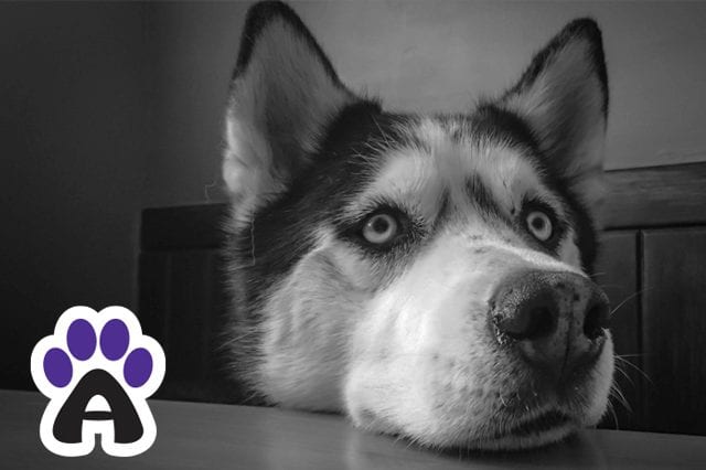 How long do huskies live: what affects their life expectancy