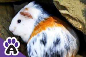 How long do guinea pigs live, and how to extend their life