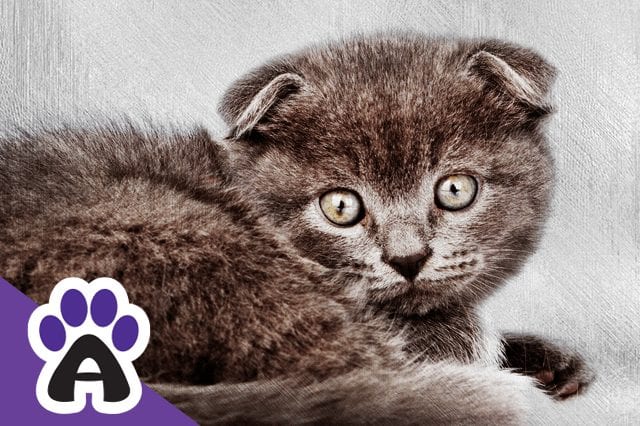The life span of Scottish fold cats: their average age and how to increase it