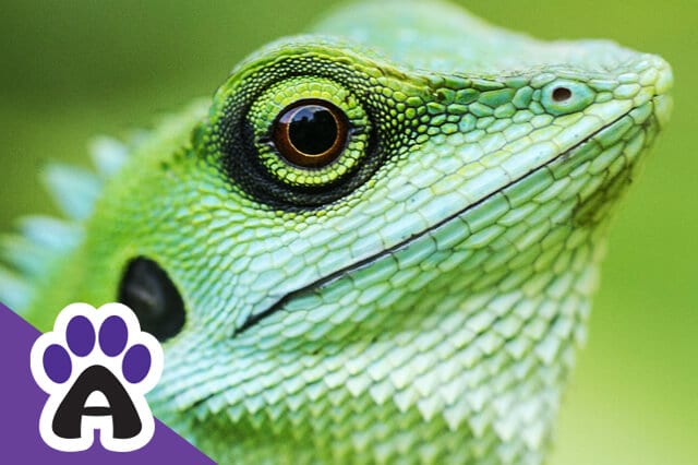 How Do Reptiles Breathe? All you need to Know