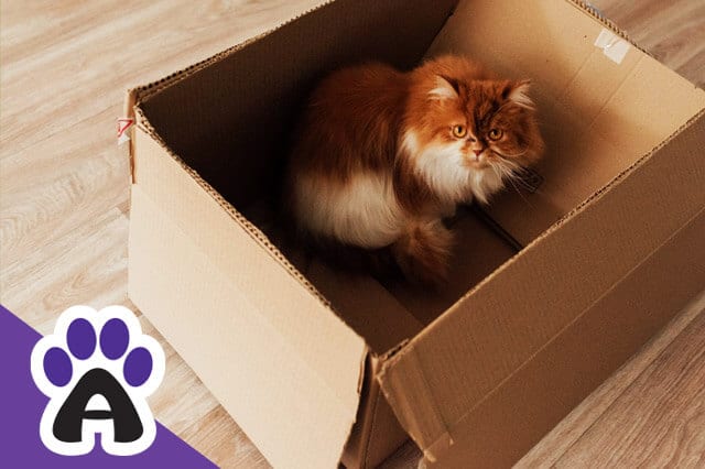 Learn Why Do Cats Love Cardboard Boxes