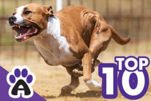 Top 10 Fastest Dogs In The World