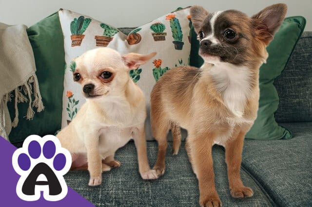 The Chihuahua Mini - All About The Dwarf Breed