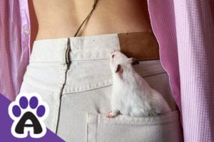 The life expectancy of Pet Rats