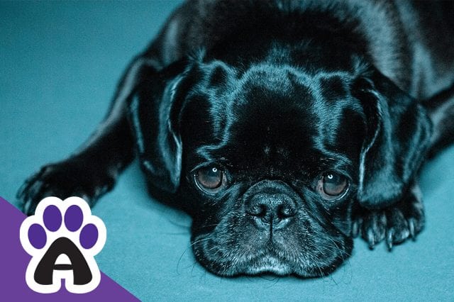 How Long do Pugs live and how to prolong Their life