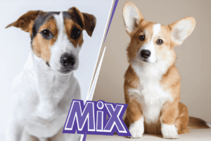 Everything to know about the Jack Russell Corgi Mix
