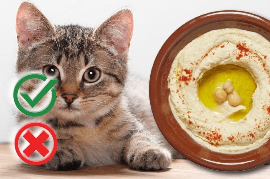 Can Cats Eat Hummus?
