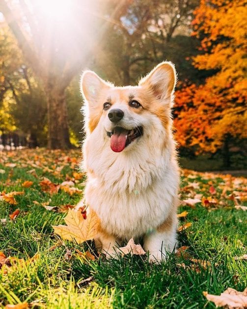 Is The Long-Haired Corgi Fluffy An Independent Breed Or An Anomaly?