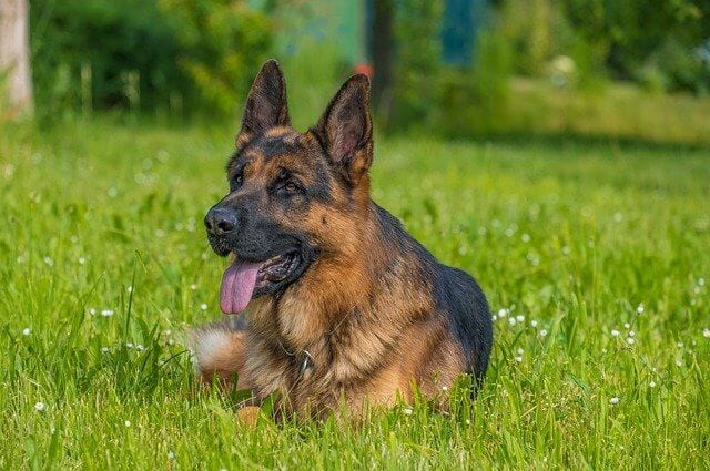 How Long Do German Shepherds Live & How to Extend Their Life