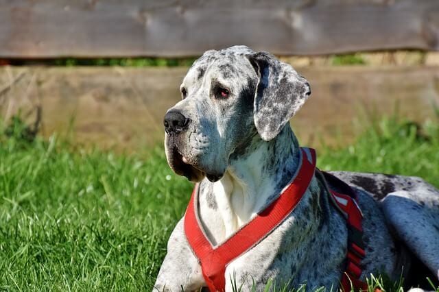 How Long Do Great Danes Live, And How To Make Their Life Longer?