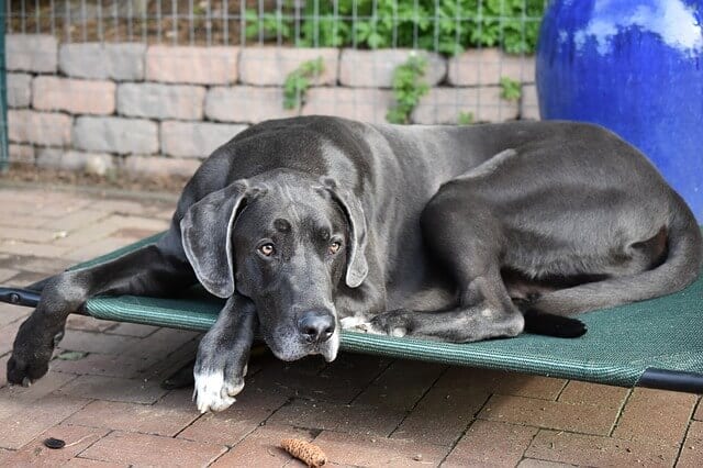 How Long Do Great Danes Live, And How To Make Their Life Longer?