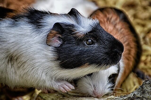 What You Need To Know About Breeding Guinea Pigs At Home For a Novice Breeder