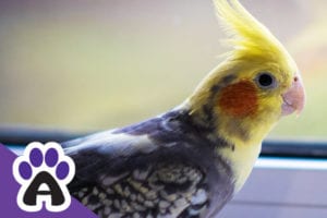 Cockatiels Life expectancy and living conditions