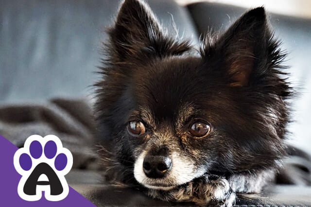 how long do chihuahua's live & how to determine their age by external signs
