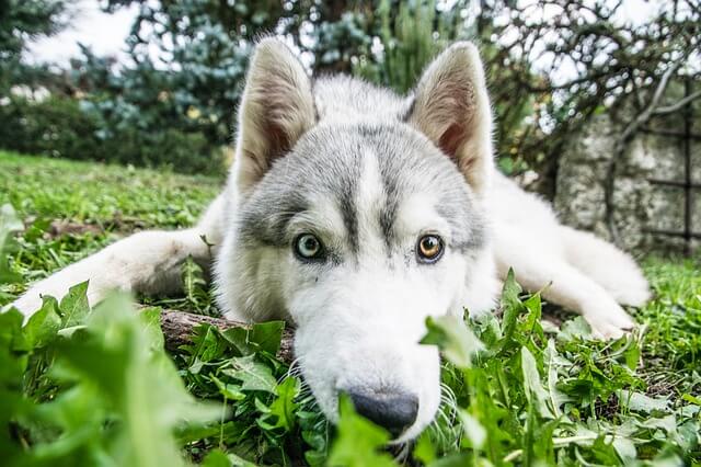 Husky With Different Eyes: Normal Or Defect?