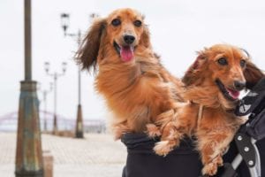 the long-haired dachshund : Everything you need to know