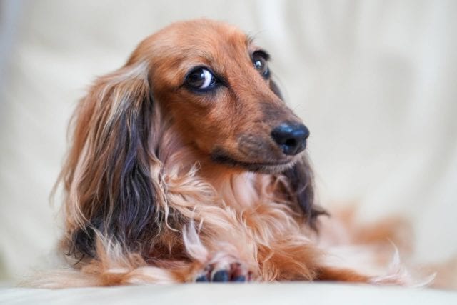 the long-haired dachshund : Everything you need to know