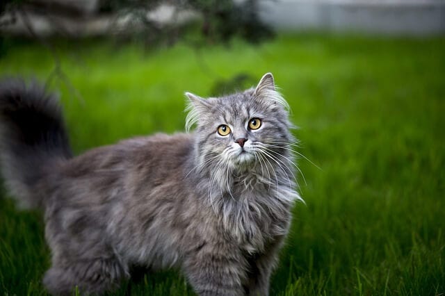 Maine Coons Colors: A Giant Cat With Many Patterns