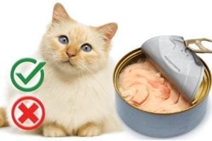 Can cats eat tuna in vegetable oil?