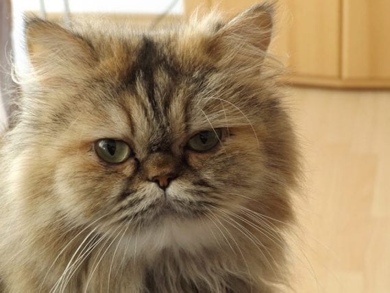 How Long Do Persian Cats Live, and How To Extend Their Life