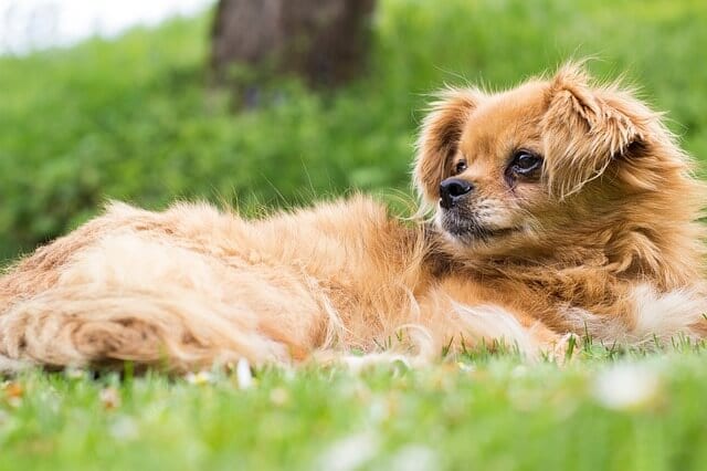The life expectancy of a Pekingese & How to prolong their life