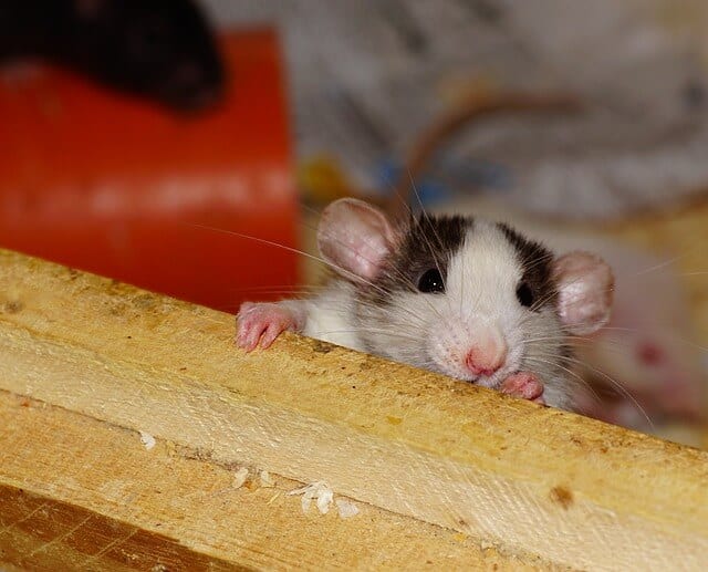 The life expectancy of Pet Rats