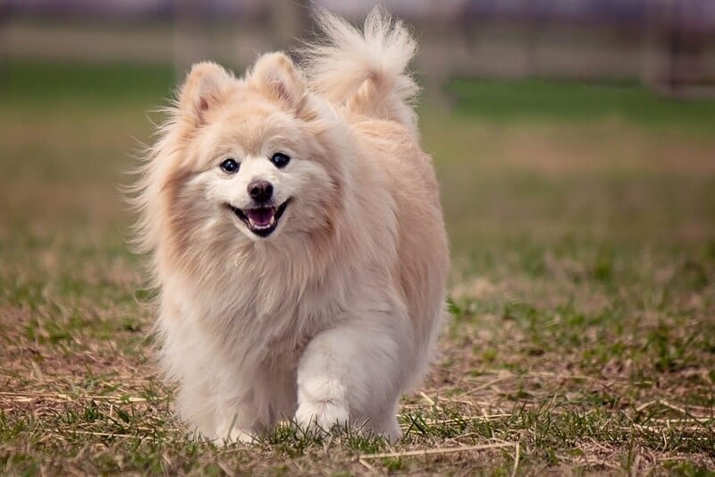 German Spitz Colors: From White Cloud to Black Charcoal