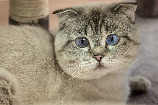 Scottish Fold Colors: Discover The Color Patterns And Genetics