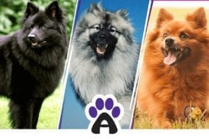 German Spitz colors: from white cloud to black charcoal