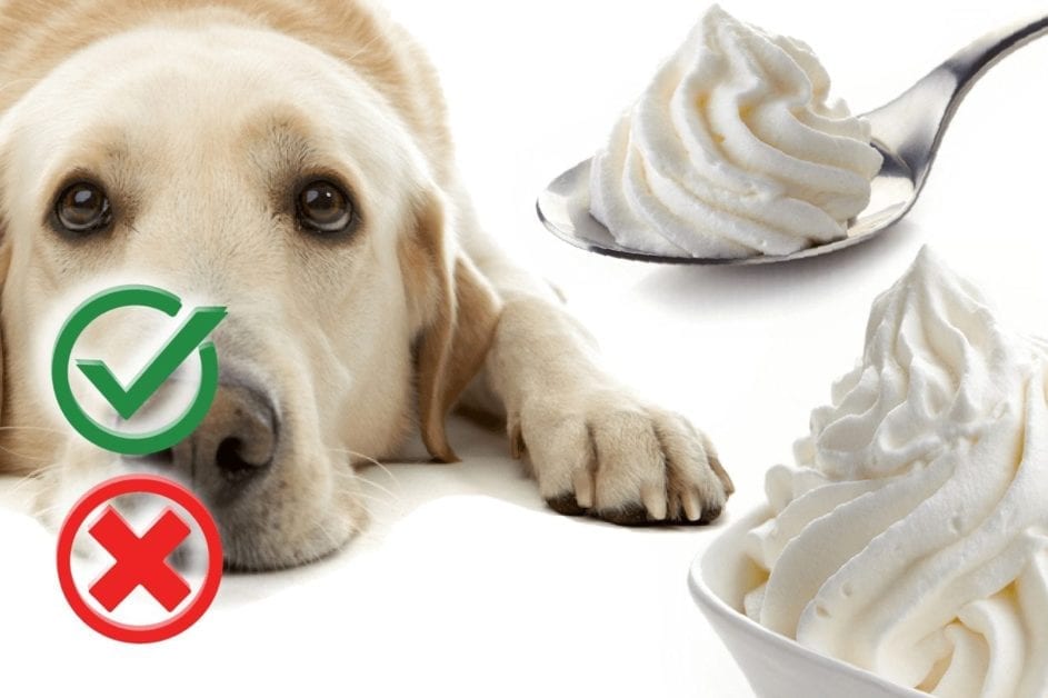 Can dogs eat cool whip?