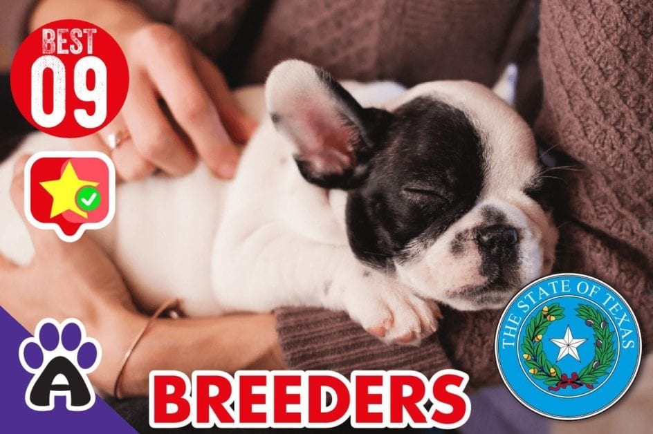 9 Best Reviewed Boston Terrier Breeders In Texas 2021 (Puppies For Sale)