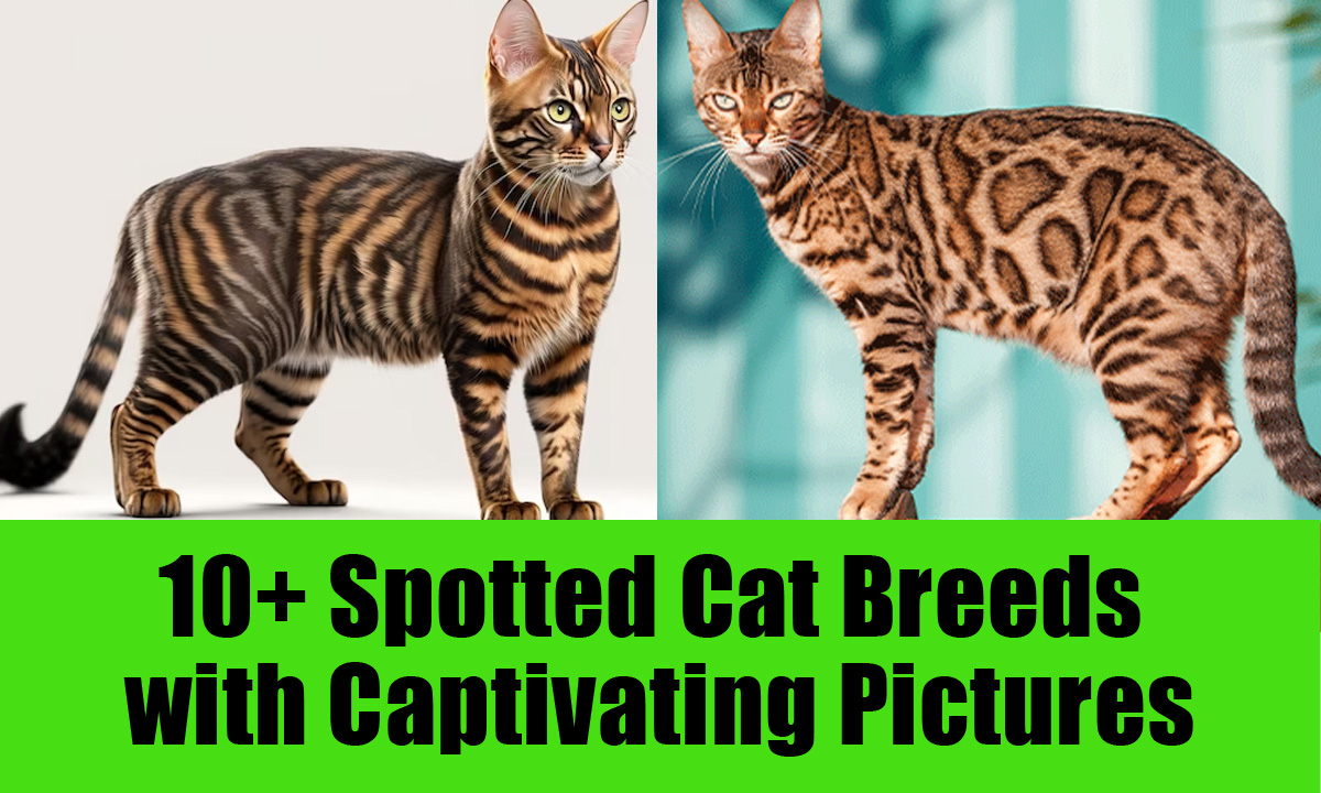 10+ Spotted Cat Breeds with Captivating Pictures