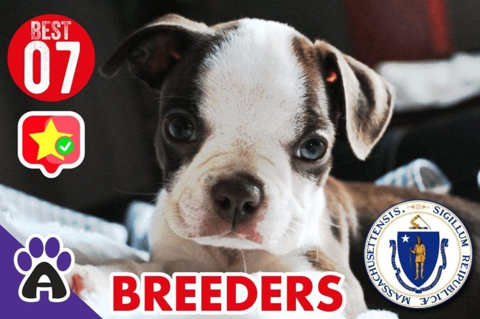 7 Best Reviewed Boston Terrier Breeders In Massachusetts 2021 (Puppies For Sale)