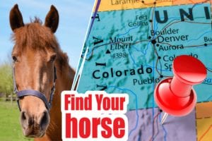 BEST REVIEWED HORSE BREEDERS IN COLORADO 2021 (HORSES FOR SALE)