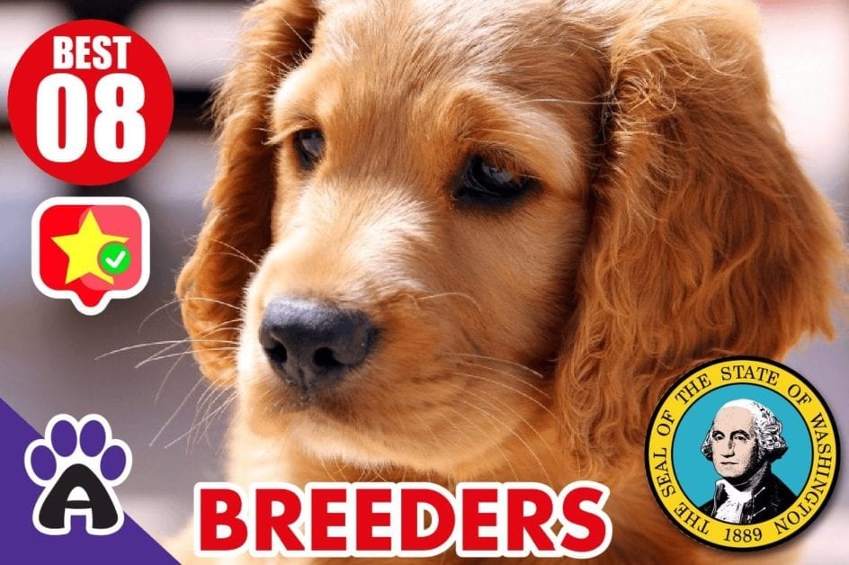 8 Best Reviewed Golden Retriever Breeders In Washington 2021 (Puppies For Sale)