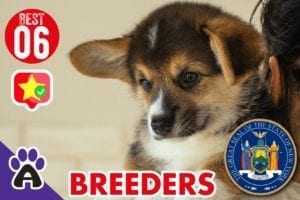 6 BEST REVIEWED CORGI BREEDERS IN New York 2021 (Puppies For Sale)