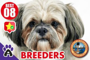 8 Best Reviewed Shih Tzu Breeders In Florida 2021 (Puppies For Sale)