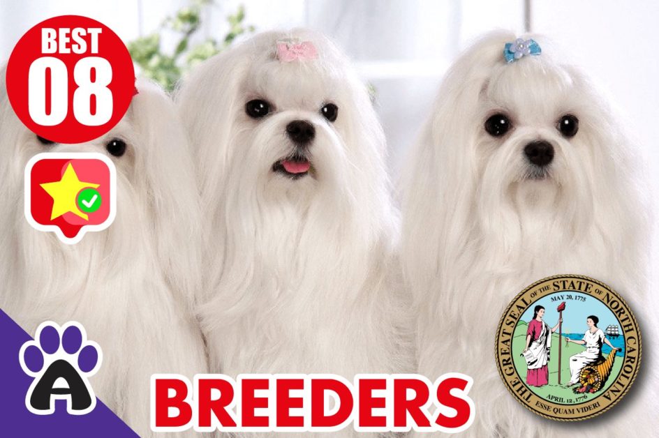 8 Best Reviewed Shih Tzu Breeders In North Carolina 2021 (Puppies For Sale)