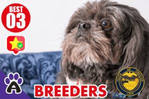 3 Best Reviewed Shih Tzu Breeders In Oregon 2021 (Puppies For Sale)