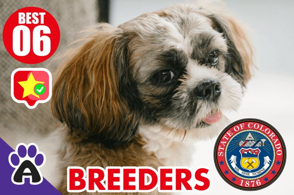 6 Best Reviewed Shih Tzu Breeders In Colorado 2021 (Puppies For Sale)