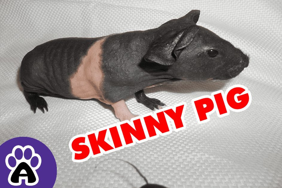 Skinny Guinea Pigs