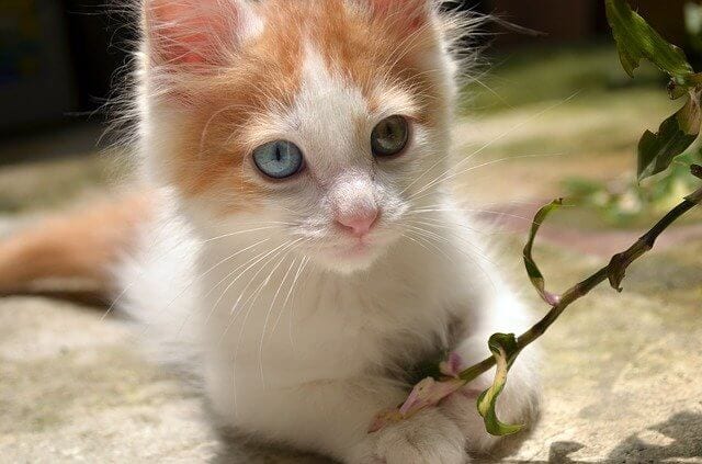6 Orange Cat Breeds: Genetics & Specificity (With Pictures)